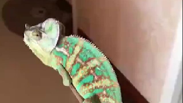 看完我居然有点想养了