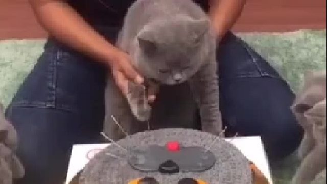 猫：我的生日蛋糕为什么是猫脸呢