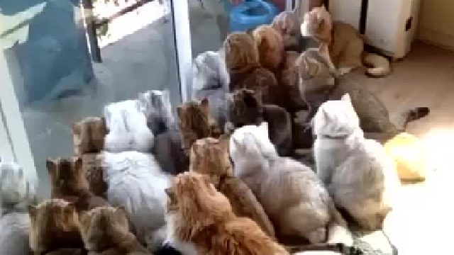 门外出现一只鸟，一群猫集体挤在一起看！