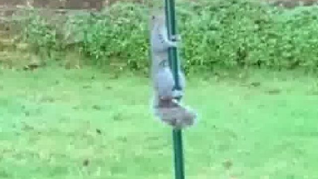 松鼠经常偷吃鸟食，鸟主人竟然让松鼠吃尽了苦头