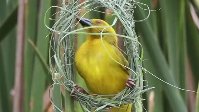 大自然的建筑师…