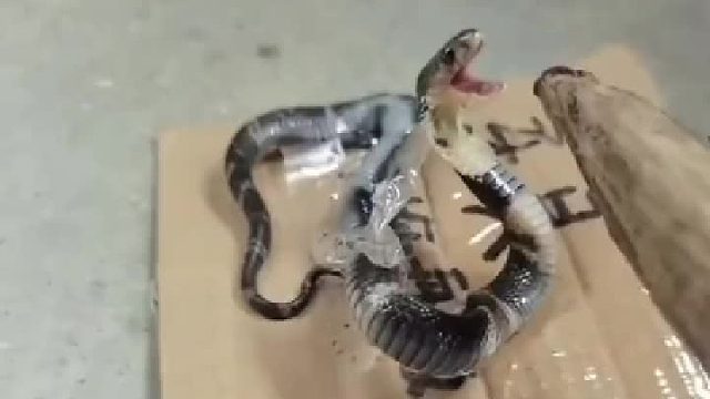 两个蠢蛋的对话……