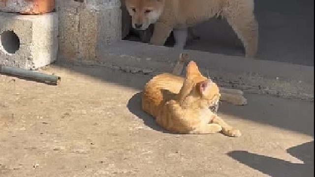 尽情地玩耍吧，过不了几天就要各奔东西了