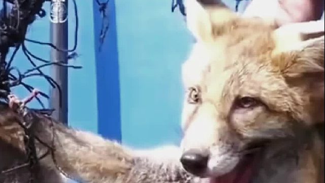 男子帮助了只被困的狐狸，没想到一家三口登门拜访