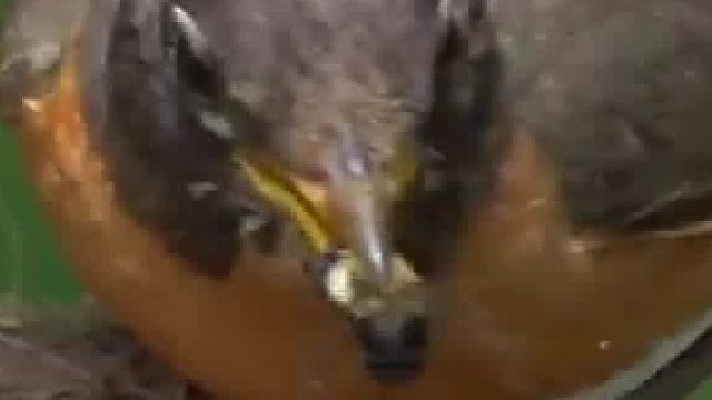 知更鸟抓到了一只大黄蜂然后吞了下去