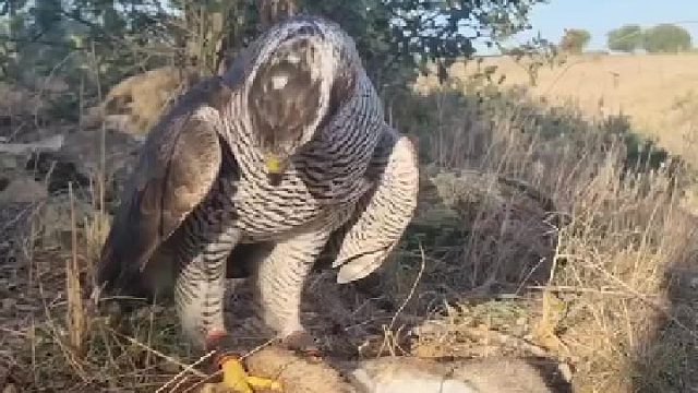 地里干活看到一只被抓的兔子，要不要干预下它