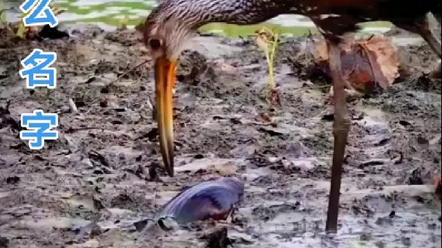 第一集，嘴像锤子。