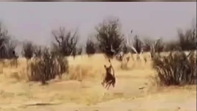 猎豹看到两脚兽