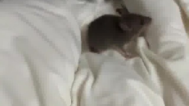 猫咪：爱她，就送老鼠报答她