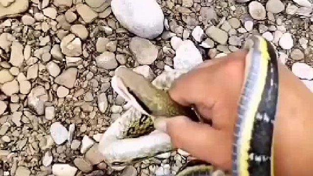 蛇：对，我以后不会见一个死人。