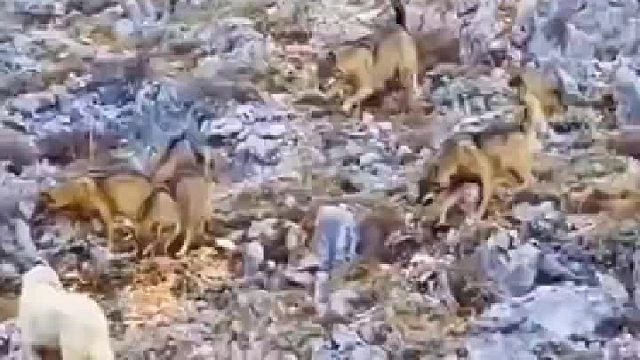 为了保护身后的羊，沉着冷静吓退狼群，这么多狼居然会怕一条狗