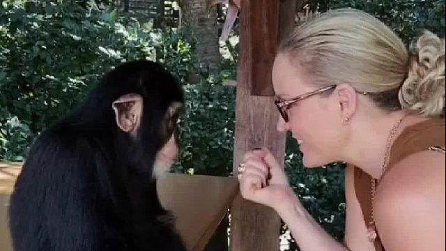 猩猩即将成年回归动物园，临别前和主人约定养只狗狗陪伴主人