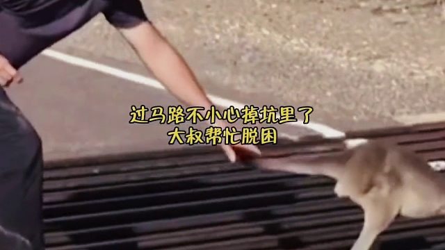 国外大叔救了一只过马路失足的袋鼠，袋鼠第二天带上族人上门答谢