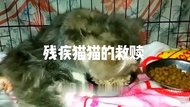 残疾猫猫的救赎！！#不爱请别伤害#关爱流浪猫#猫咪