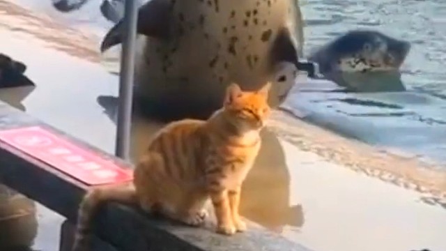 海豹用身体玩跷跷板，希望能吸引猫咪的关注。