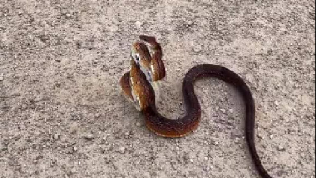 原来这就是蛇拳啊