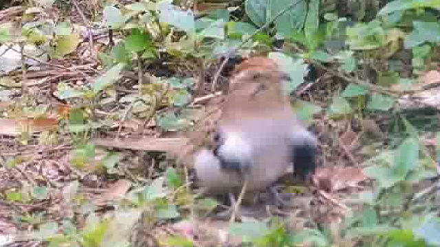 这鸟早晚长出手来