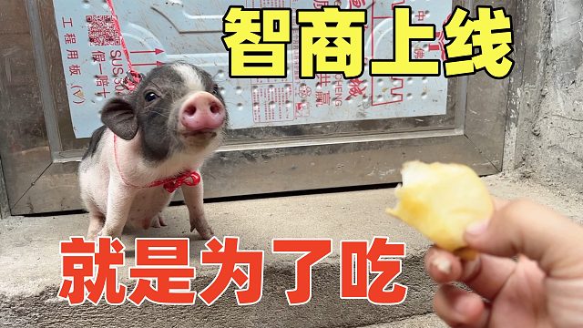 被栓住后，看如何吃到苹果，过程很精彩，低估它了！【第46天】