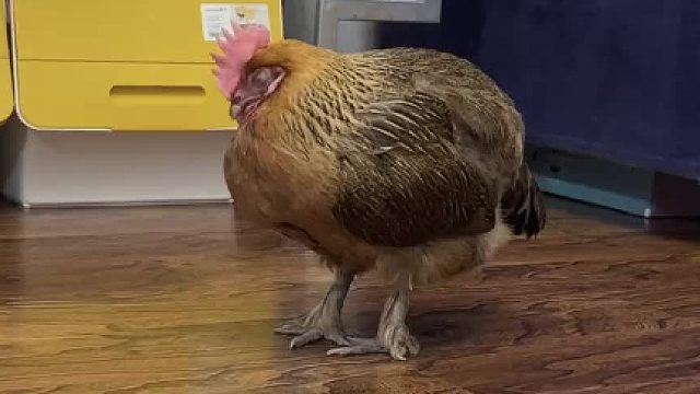 胜男：不是鸡肉吃不起，养鸡更有性价比