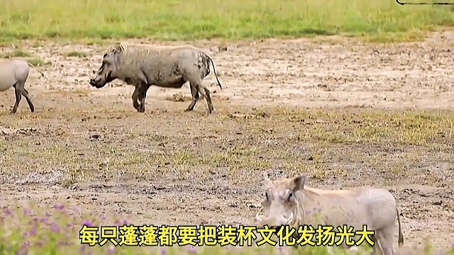 犹猪蓬蓬又出来装逼耍帅来了