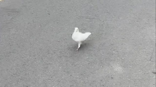 本来想拍这个鸽子不怕生的...