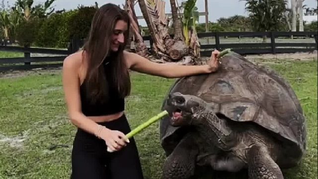 爷爷临终把从小带大的小乌龟托付给小孙女，小姐姐对它很好如今已经120岁了