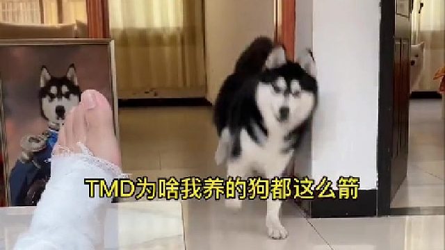 人倒霉了狗都欺负
