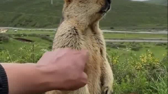 土拨鼠不要老是摸我这个地方，我会生气