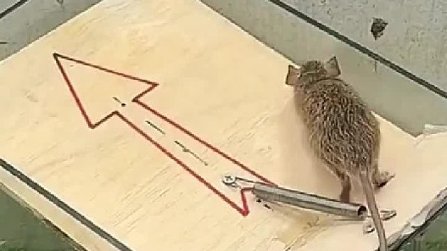 不要把老鼠当傻子。