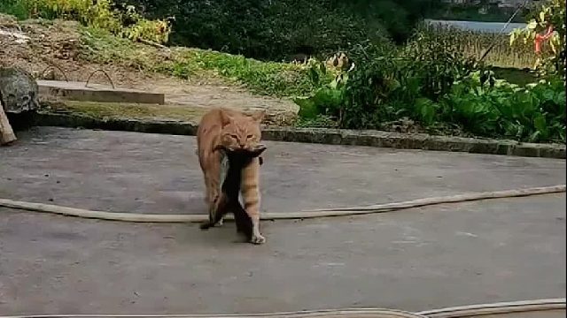 叼了一只什么东西回来，我可不敢要哦