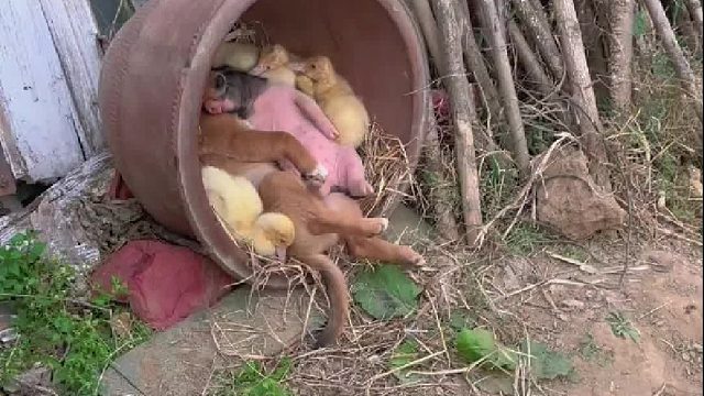 好一对猪朋狗友