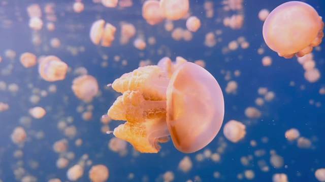 水母过敏的我 碰到无毒水母 心也慌慌的