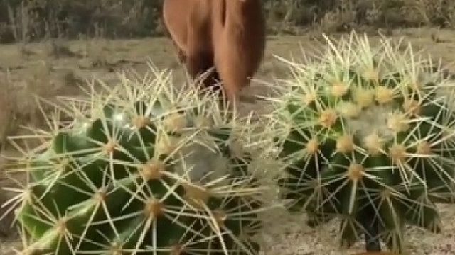 骆驼就吃沙漠长的植物，什么带刺个树枝啊什么的…