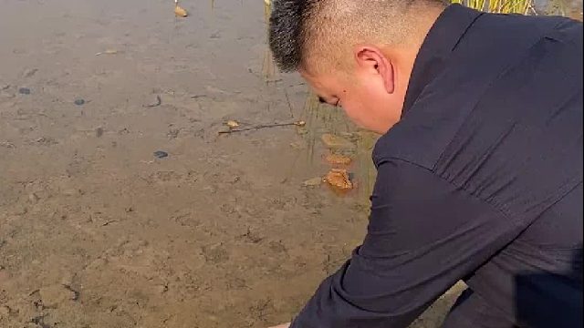 养了五年的金鱼，今天放生了