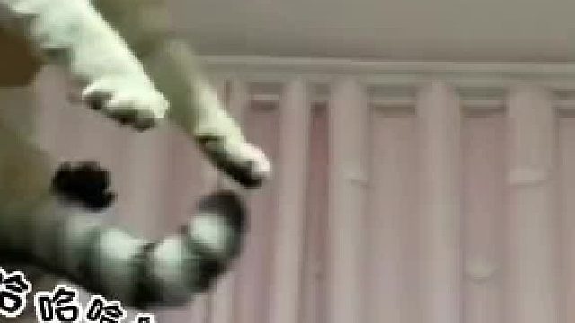 养猫千日用猫一时。屋里飞来了飞蛾，被猫咪几招无影脚分分钟制服