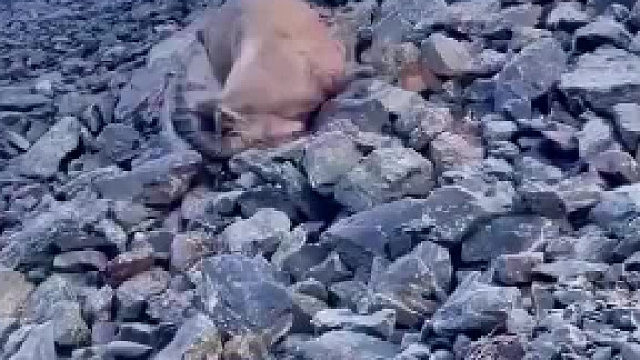 都说岩羊爬山厉害，没想到也有失手的时候……