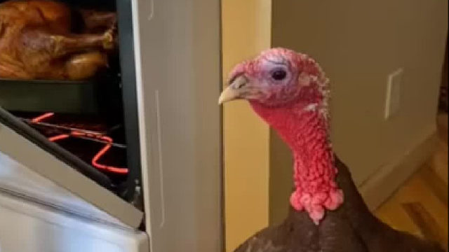 火鸡：等等，我怎么看它有点眼熟呢