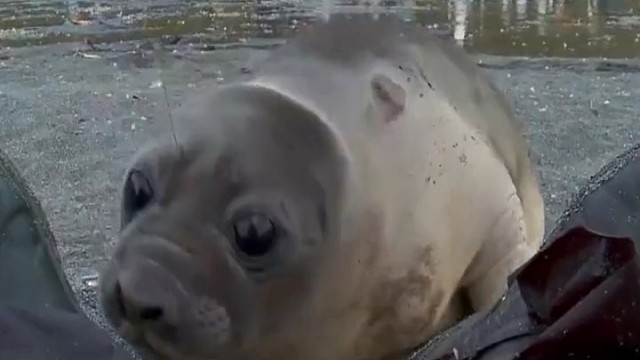 好奇的海豹痴迷于闻脚脚。