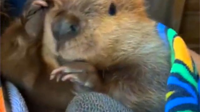 河狸是“水坝工程师”，它们会在小溪或小河旁，筑坝蓄水形成水库