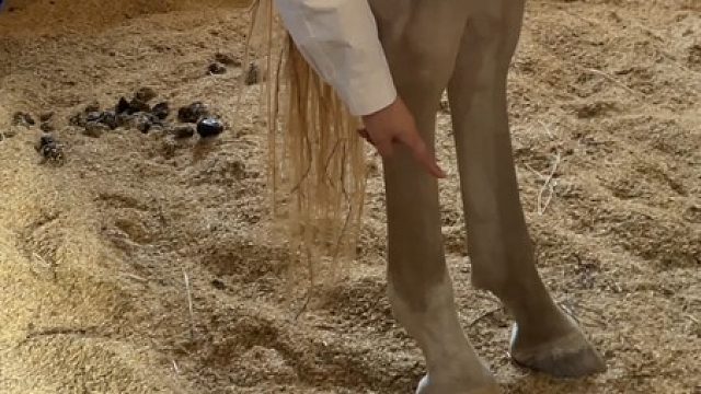 马腿骨折撕裂就要安乐死？