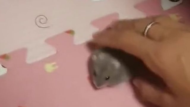 把仓鼠给猫当宠物，到底谁无情？