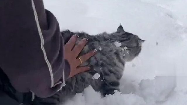 一女子用雪给猫猫洗澡