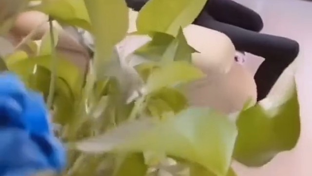 众所周知中医治疗疾病多从患者病情的整体情况出发，注重患者脏腑的功能，望闻问切，四诊合参，辨证论治，再