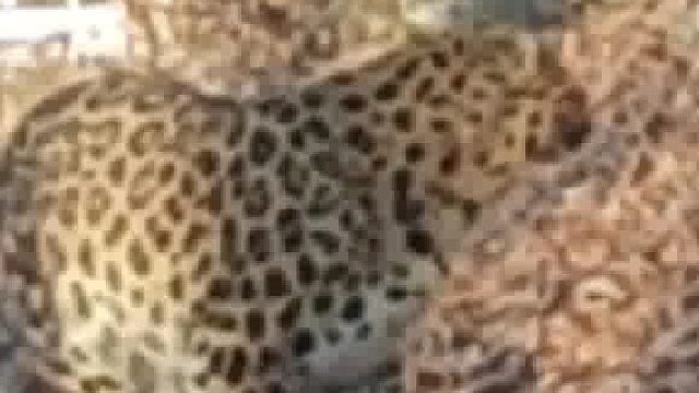 网友路遇野生东北豹