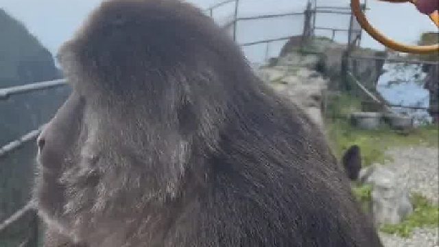 看来取经这条路不适合你