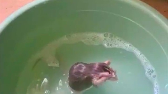 花枝鼠宝宝洗澡，还自己搓泡泡哦。