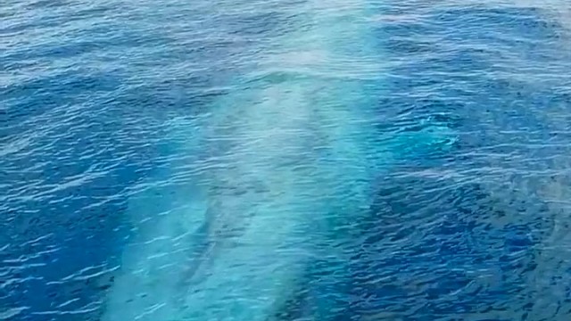 鲸鱼用肺来呼吸，到水面换气时候，强有力的气流冲出鼻孔