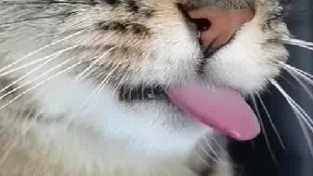 猫咪霸气侧漏