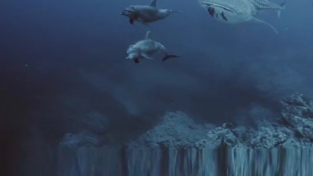 鲸鲨出巡，海豚护航。