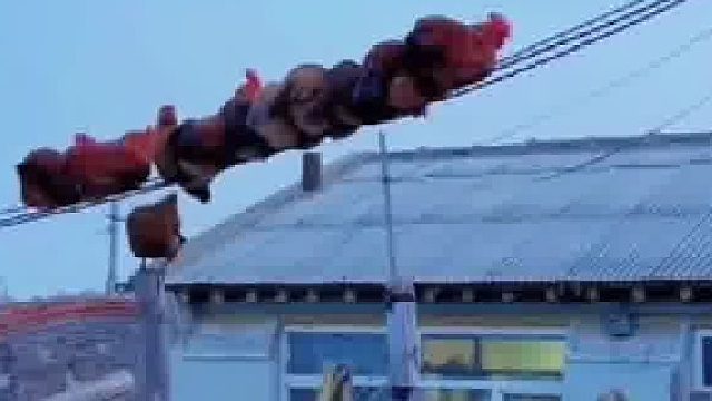 一觉醒来发现自家鸡在飞上电线蹲成一排，它们是有一个变成凤凰的梦想吗？